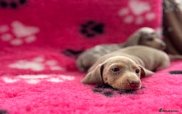 Miniature Dachshund dogs for sale: Miniature dachshund puppies  - Image 5