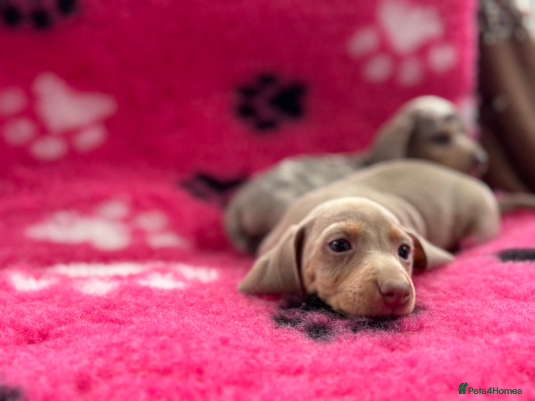 Miniature Dachshund dogs for sale: Miniature dachshund puppies  - Image 5