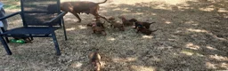 Rhodesian Ridgeback dogs for sale: Kc reg.health tested Rr puppies in Rugby - Advert 12