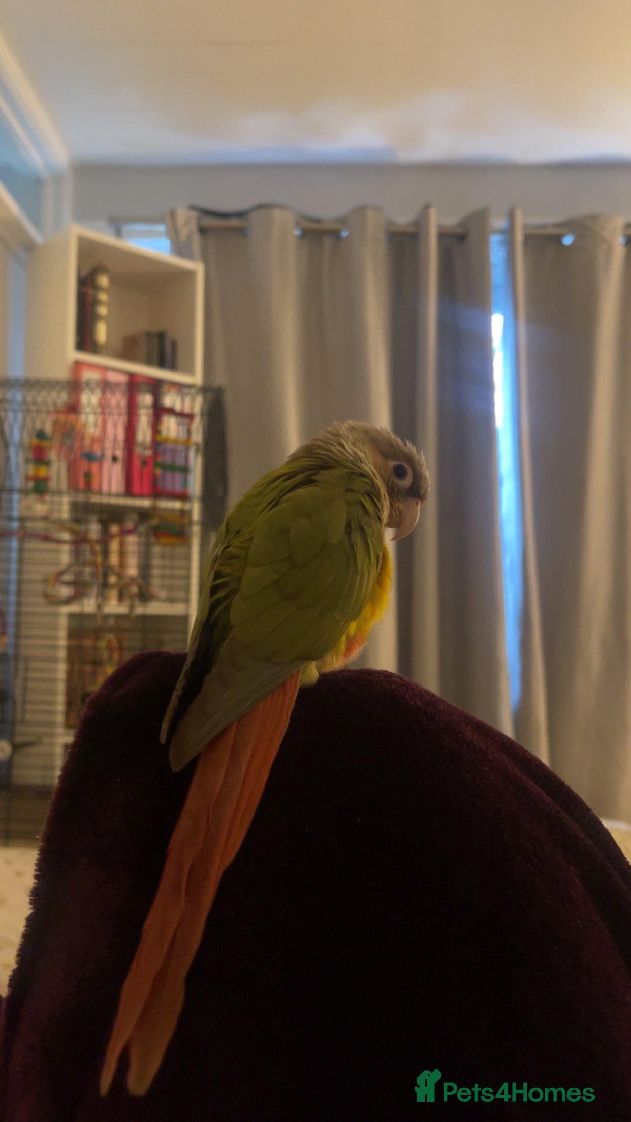 Conures birds Silly tame beautiful and loving conure - Advert 17