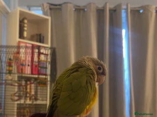 Conures birds Silly tame beautiful and loving conure - Advert 1