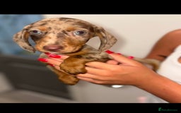 Miniature Dachshund dogs for sale: Mini dachshunds puppy’s  - Image 3