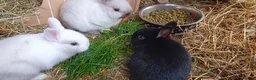 Mixed Breed rabbits for sale: Northandwaf  - Advert 4