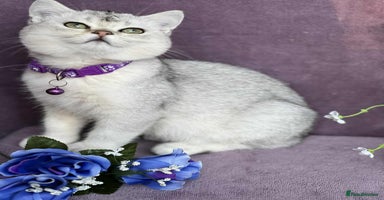 British Shorthair cats - Advert 3