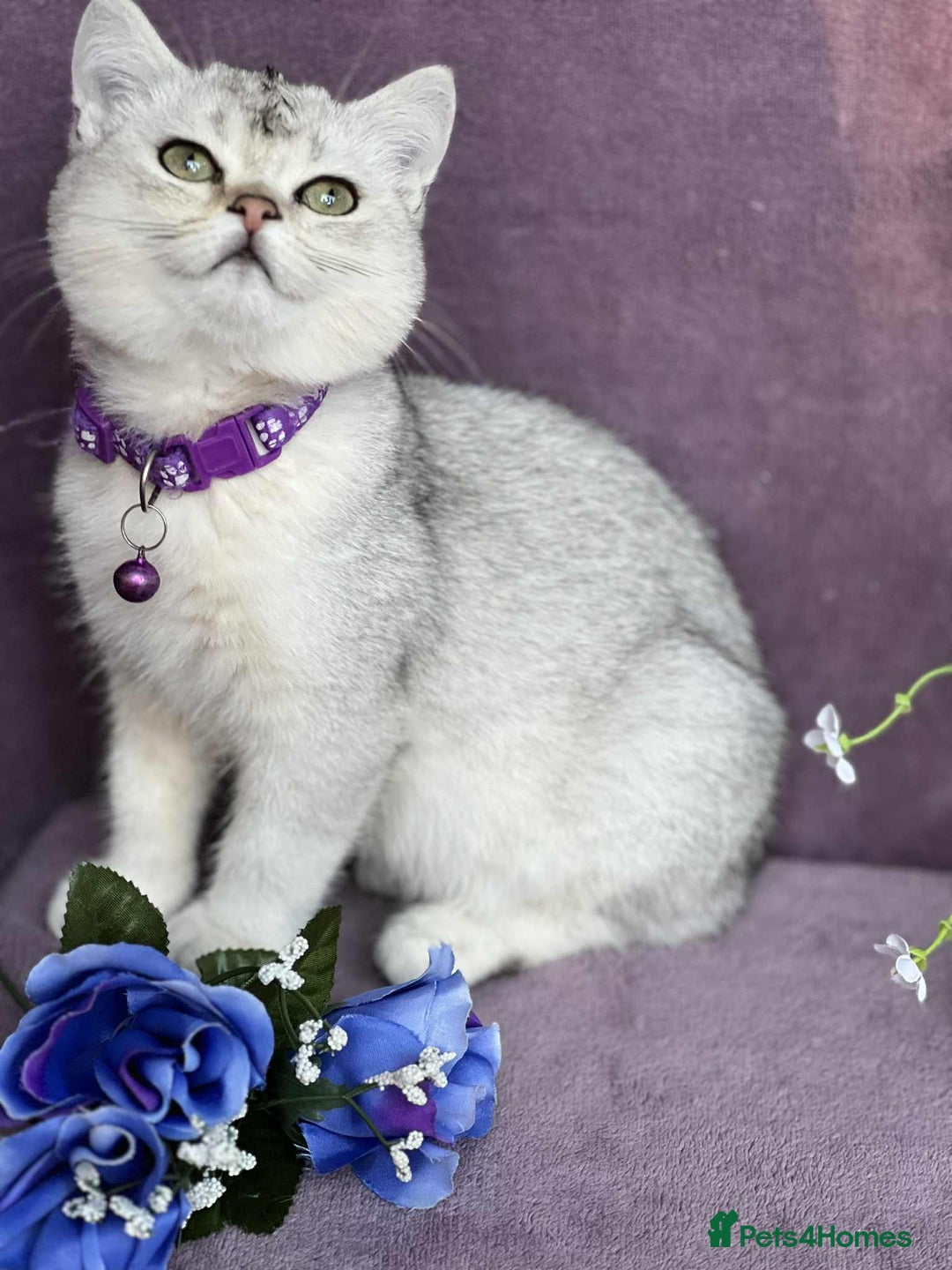 British Shorthair cats for sale: Lovely BSH kittens - ready for their forever homes - Image 3