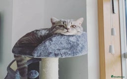 British Shorthair cats for sale: Lovely golden spotted British shorthair kitten. - Image 8