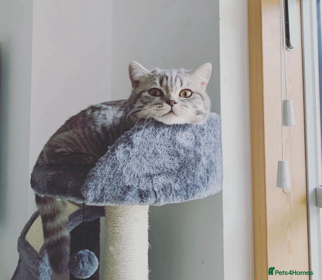 British Shorthair cats for sale: Lovely golden spotted British shorthair kitten. - Image 8