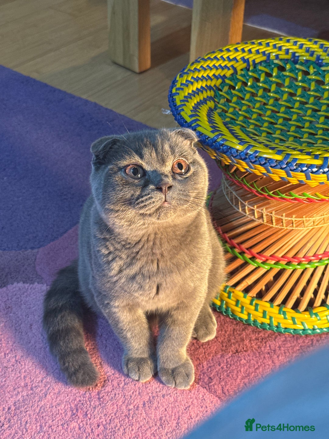British Shorthair cats for sale: 6-Month-Old British Shorthair / Scottish fold - Advert 4