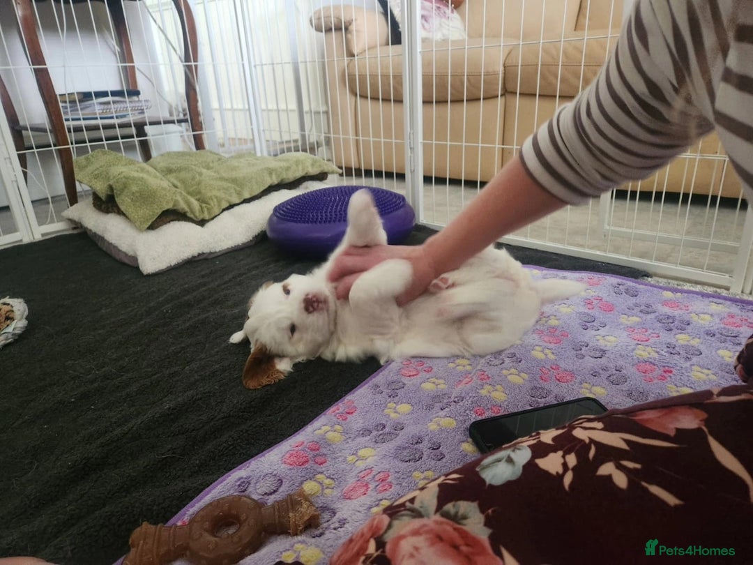 Clumber Spaniel dogs for sale: Female Clumber Spaniel Puppy for Sale - Image 4