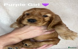 Cocker Spaniel dogs for sale: Beautiful show and working cockers - Image 15