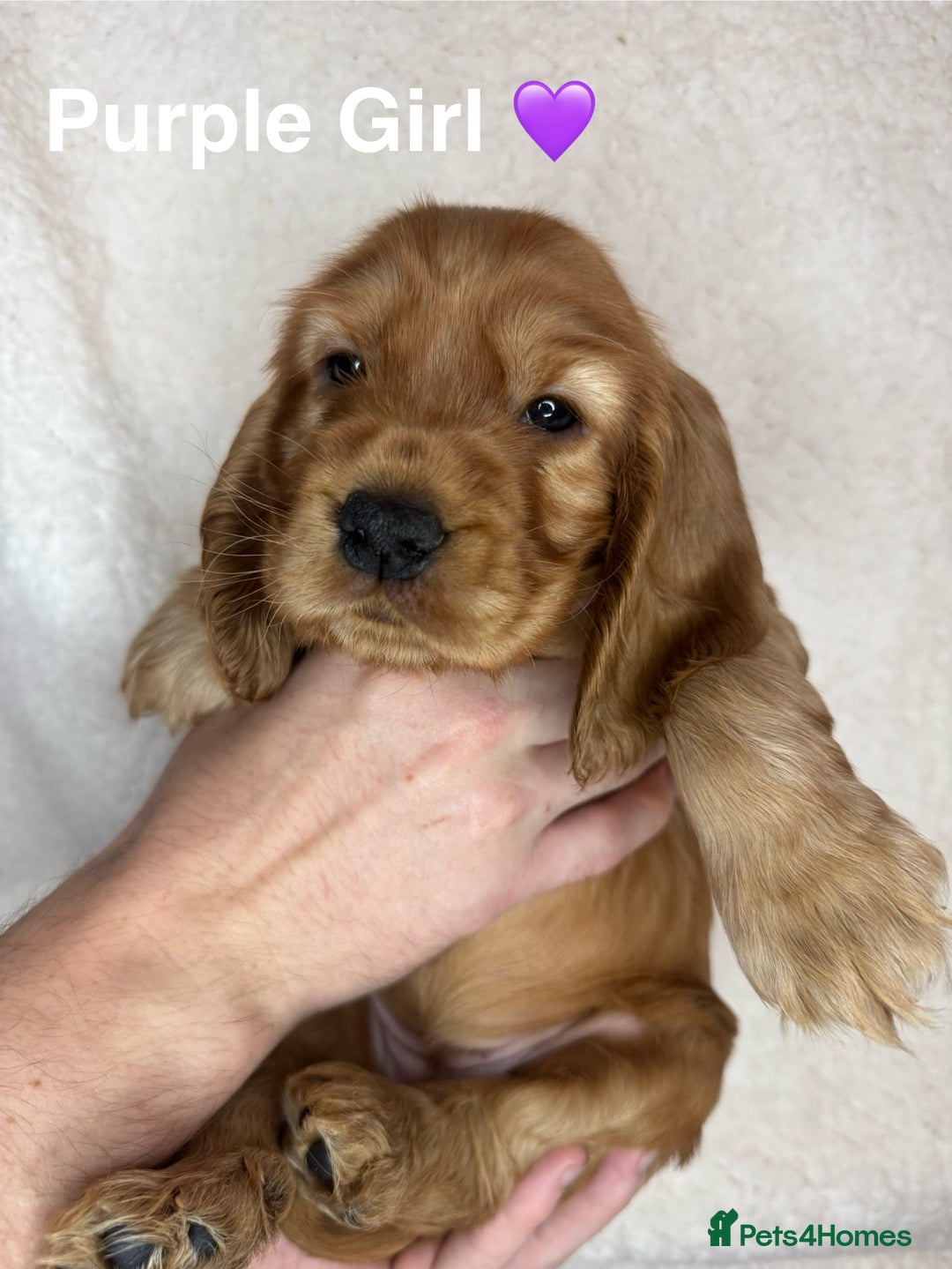 Cocker Spaniel dogs for sale: Beautiful show and working cockers - Image 15