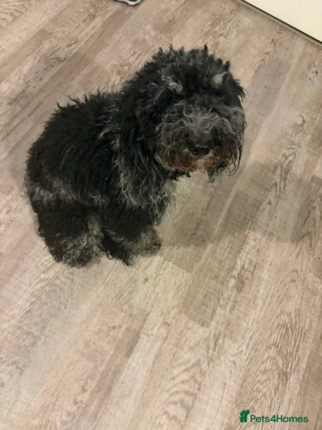 Cockapoo dogs for sale: Stunning merle cockapoo female - Advert 1