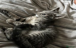 Mixed Breed cats for sale: 1 beautiful female tabby kitten - Image 5