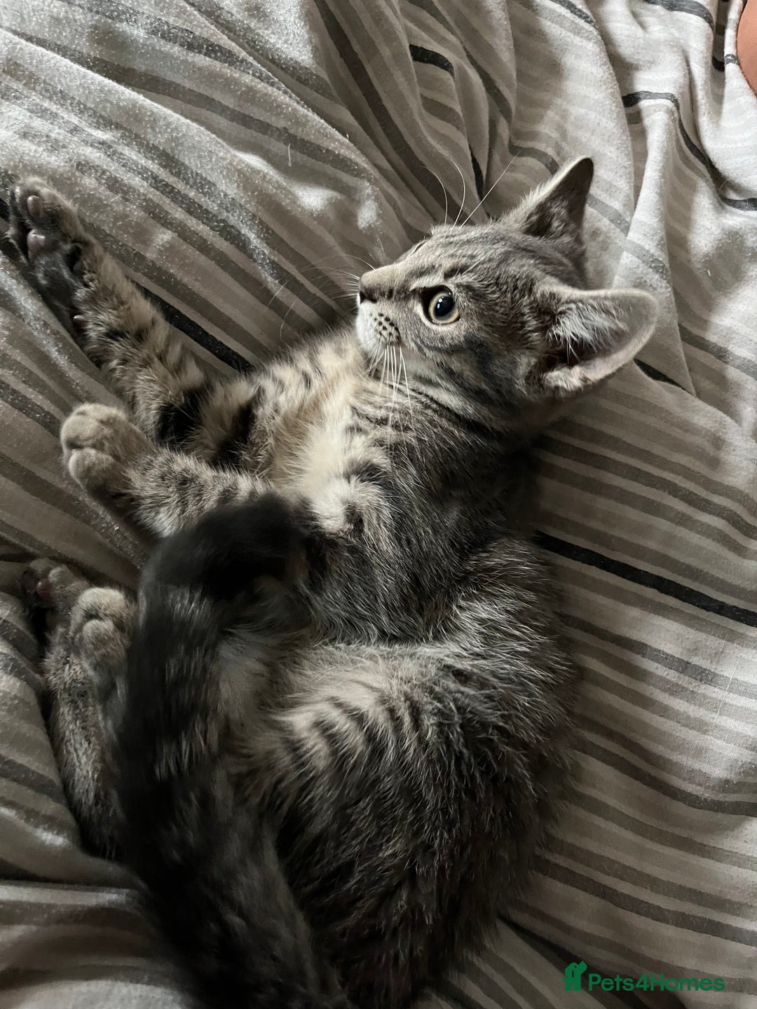 Mixed Breed cats for sale: 1 beautiful female tabby kitten - Image 5