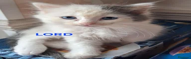 Ragdoll 4