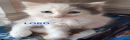 Ragdoll cats for sale: CUTE SOLID RAGDOLL KITTENS  - Advert 6