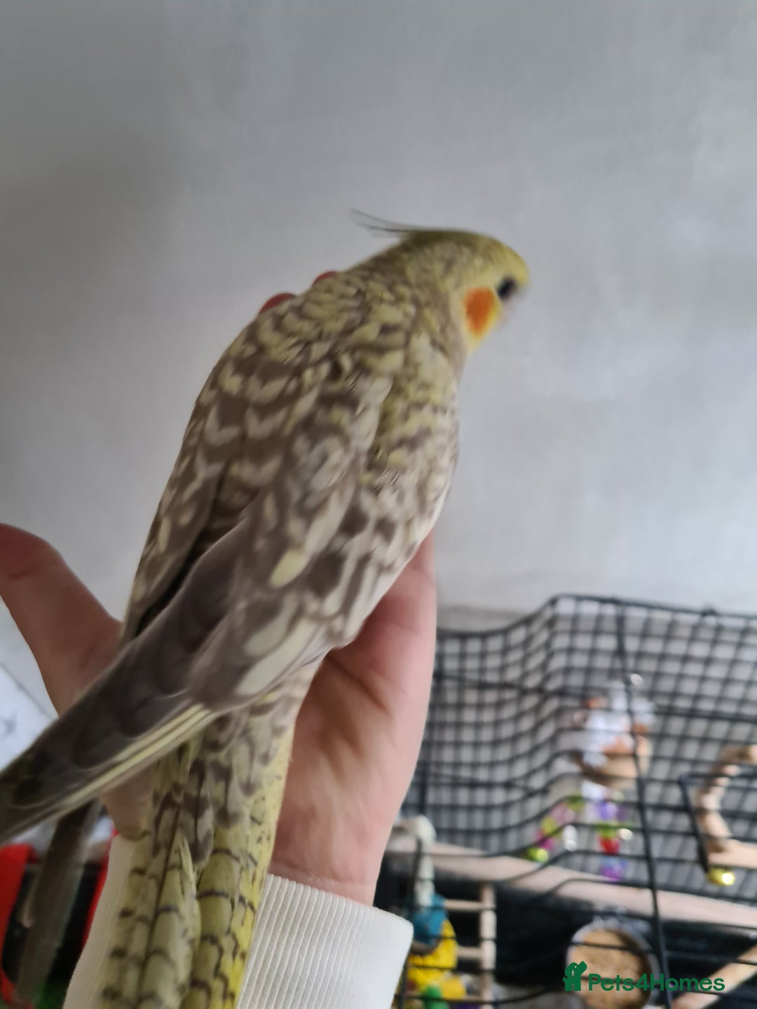 Cockatiels birds for sale: One Male, One Female Hand-Tame Sweet Cockatiels - Advert 4