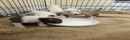 English Bull Terrier dogs for sale: English bull terrier  in Durham - Advert 3