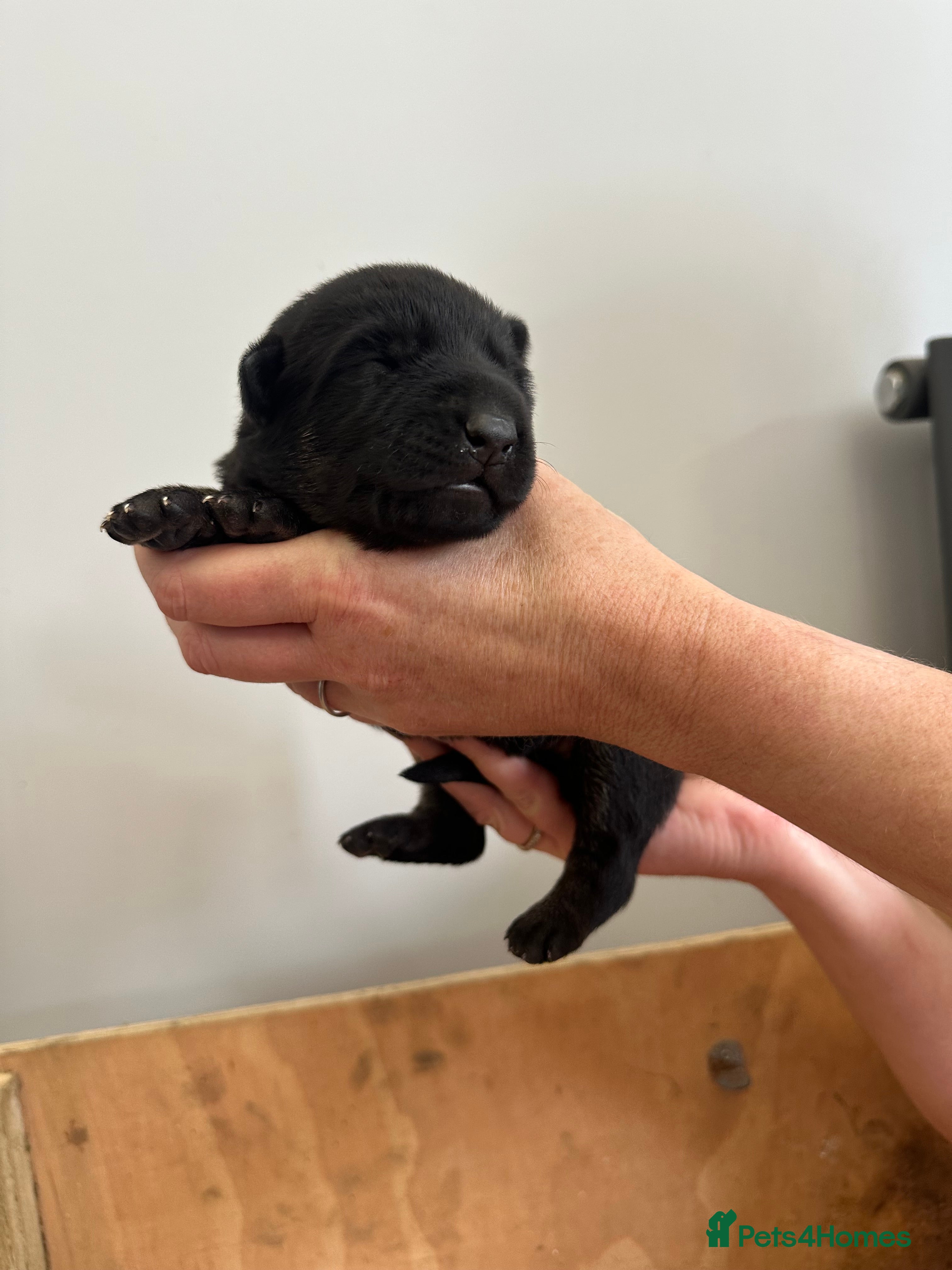 German Shepherd dogs Stunning KC Registered German Shepherd Puppies   - Advert 2