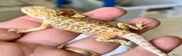 Bearded Dragon reptiles for sale: Red hypo trans Genetic Stripe Bearded Dragons - Advert 12