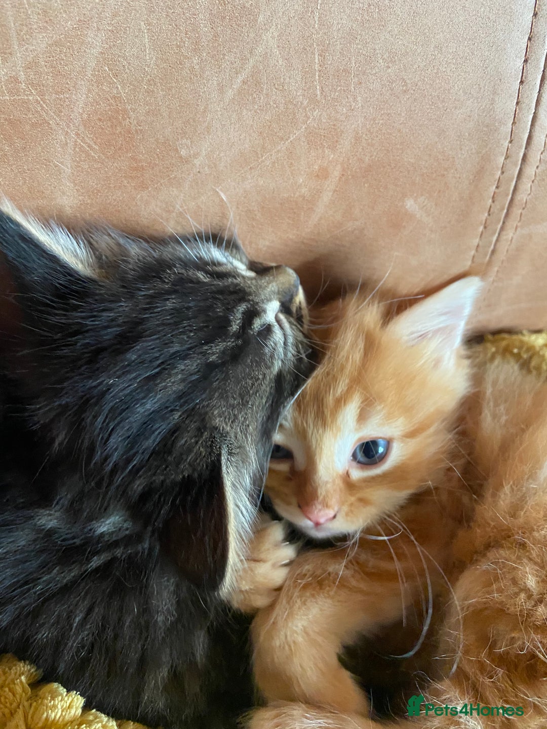 Maine Coon cats for sale:  3 Beautiful Maine coon mix kittens left for sale  - Advert 10