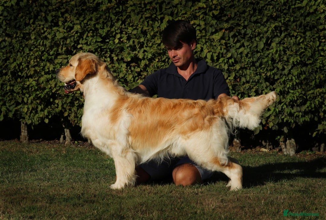 Golden Retriever dogs for sale: 1 boy available KC Reg Golden Retriever  - Image 6