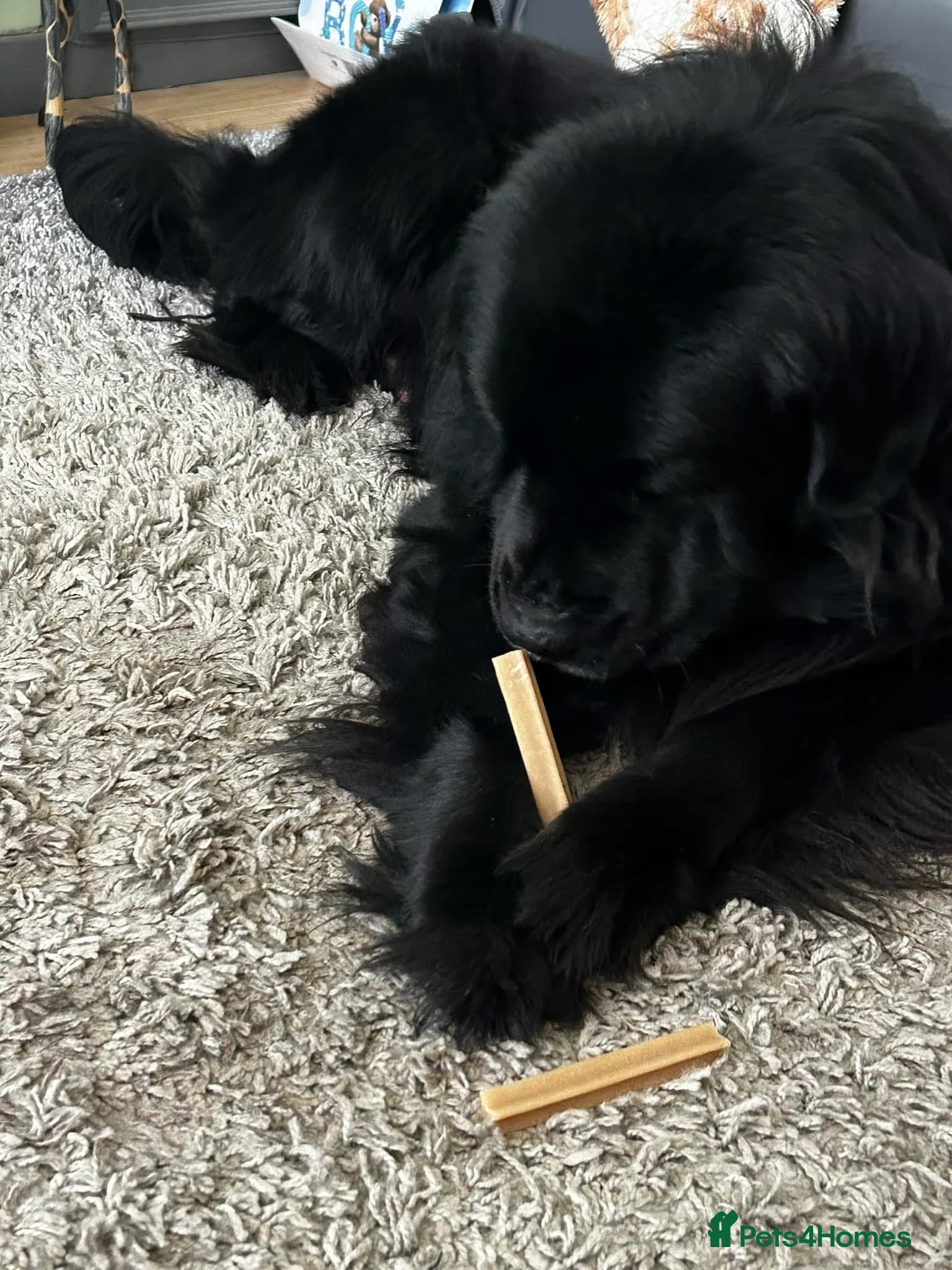 Newfoundland dogs Newfoundland male  - Advert 17