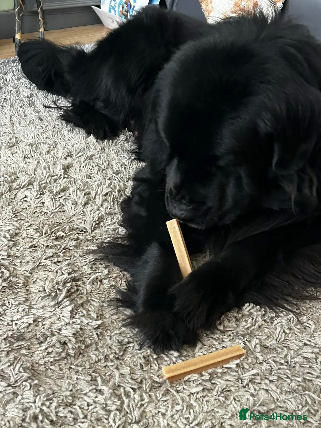 Newfoundland dogs for sale: Newfoundland male  - Advert 1