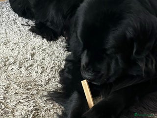 Newfoundland dogs Newfoundland male - Advert 17