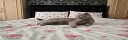 British Shorthair cats for sale: GCCF PEDIGREE LILAC BRITISH SHORTHAIR LILY🐾💜 1yr - Advert 3