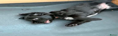 Cocker Spaniel Puppy 1