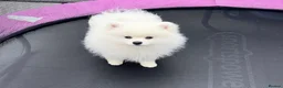 Pomeranian dogs for sale: Champion blood line teddy bear Pomeranian pups  - Advert 4