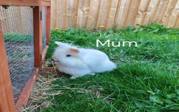 Lionhead rabbits for sale: Double maned lion head babies ready to leave now - Image 11