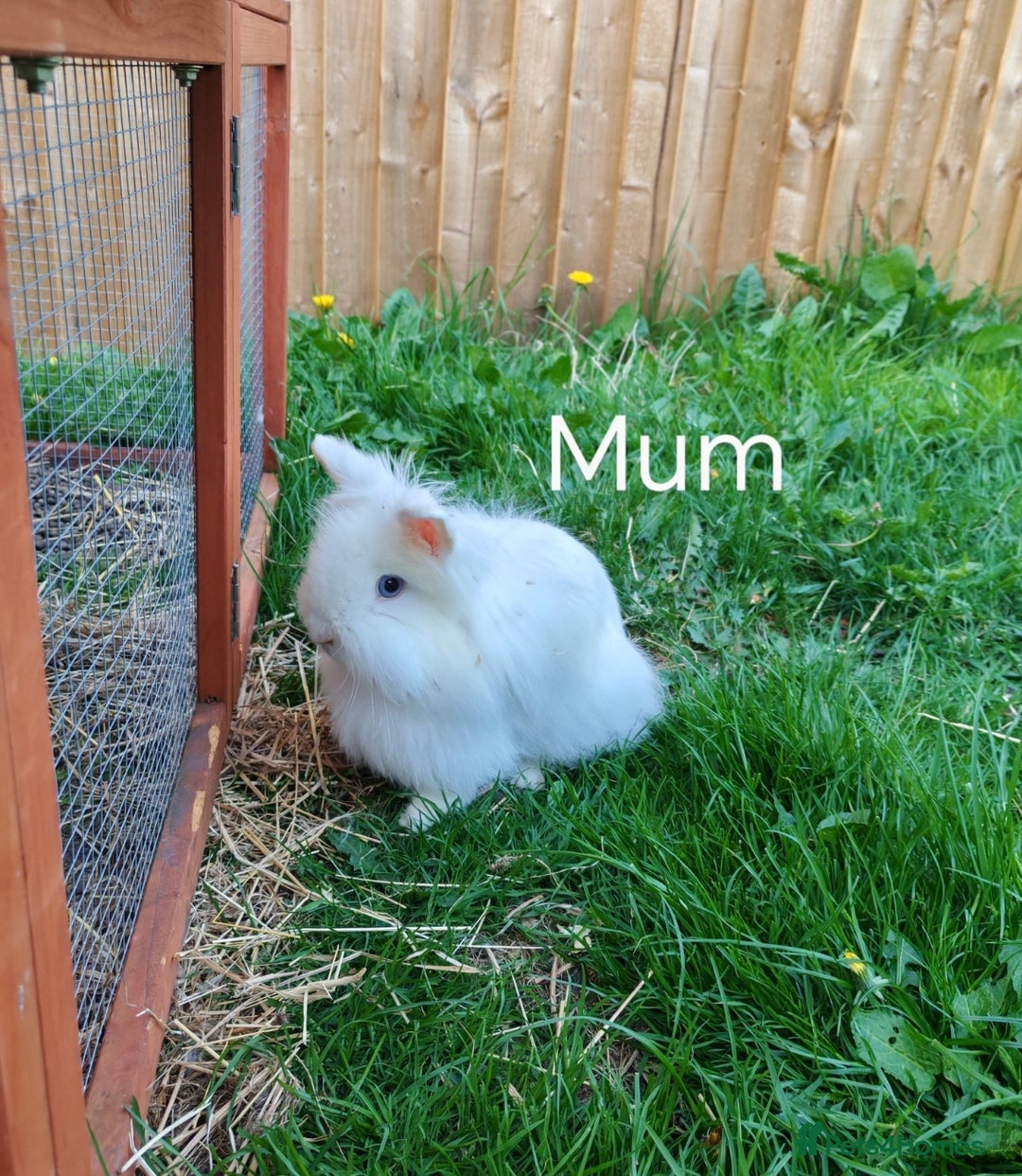 Lionhead rabbits for sale: Double maned lion head babies ready to leave now - Image 11