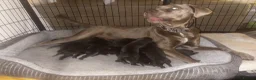 Cane Corso dogs for sale: 12 Beautiful Cane Corso Available  in Newcastle - Advert 1