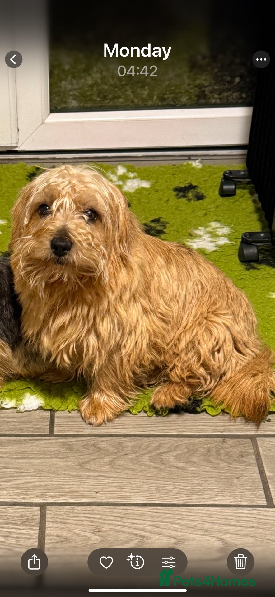 Norfolk Terrier dogs Nolfolk terrier  - Advert 2