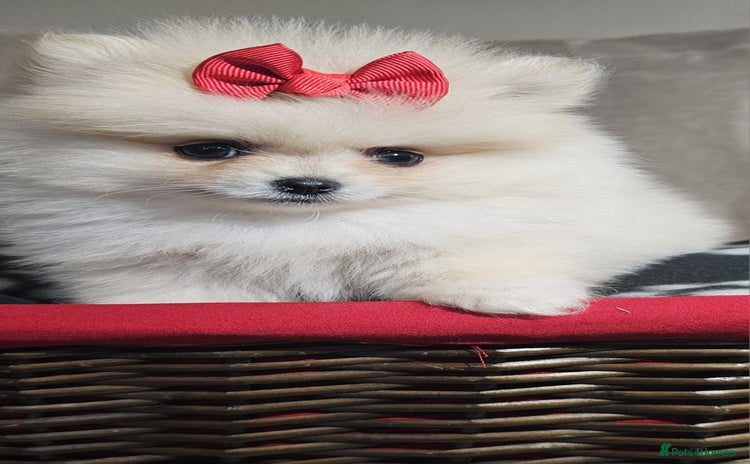 Pomeranian dogs - Advert 13