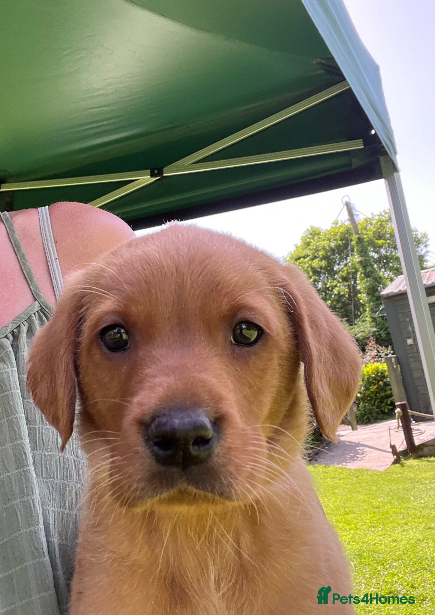 Labrador Retriever dogs *READY NOW *1  Super Dark fox lab pup  - Advert 4
