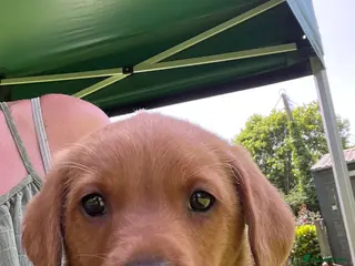 Labrador Retriever dogs *READY NOW *1 Super Dark fox lab pup - Advert 4