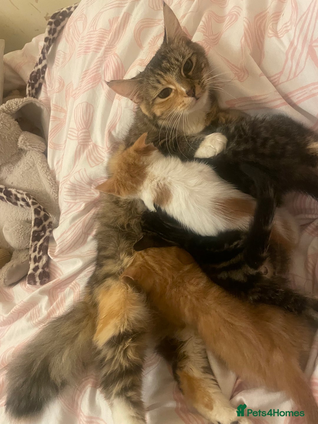 British Shorthair cats for sale: 4 kittens  - Advert 2