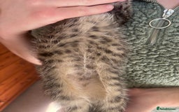 Mixed Breed cats for sale: Maine Coon Cross Kittens  - Image 13
