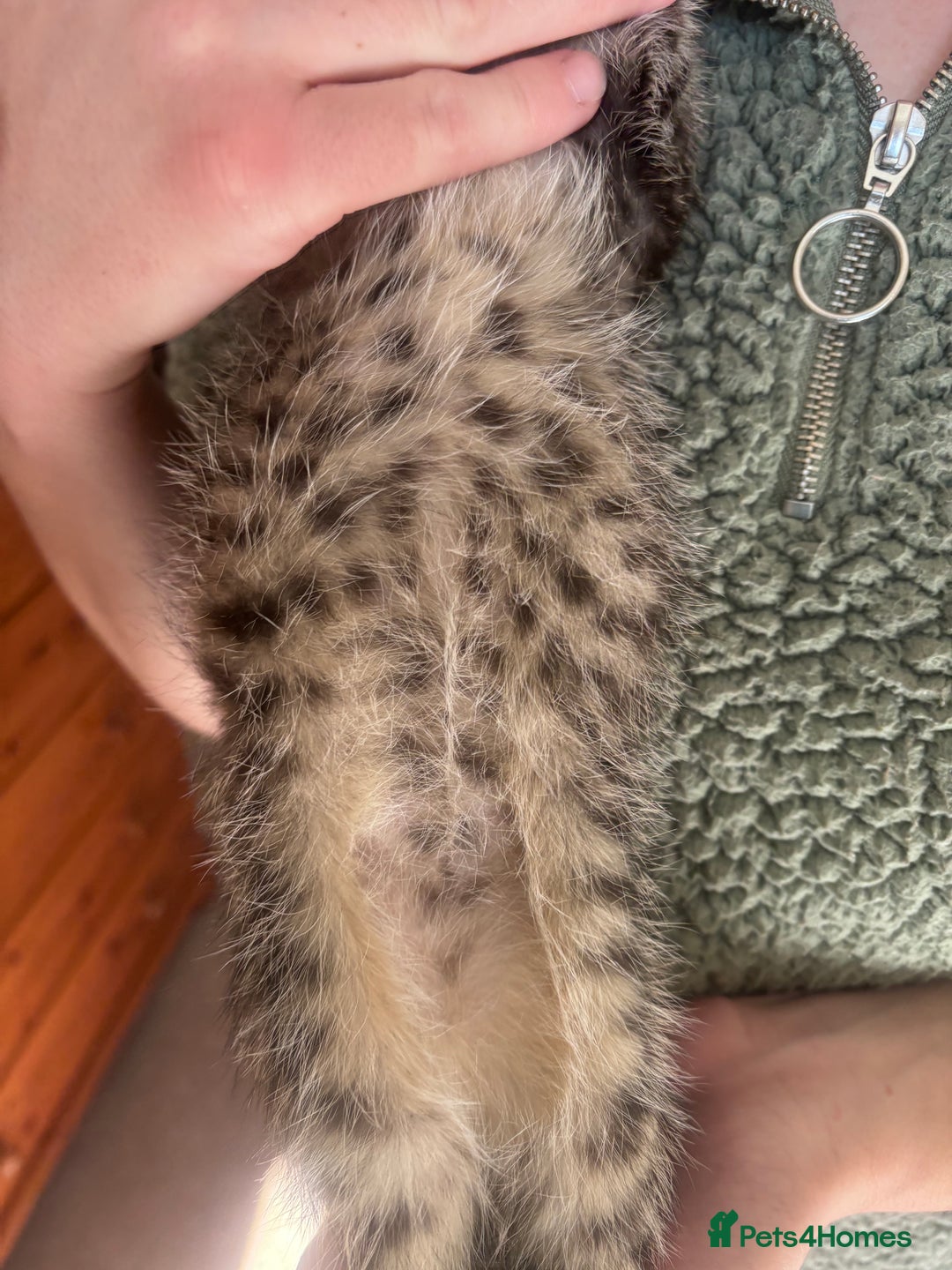 Mixed Breed cats for sale: Maine Coon Cross Kittens  - Image 13