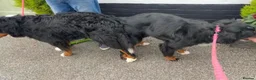 Bernese Mountain Dog dogs for sale: Beautiful Bernese mountain dog Pups KC Reg 🐾  - Advert 9