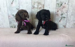 Cocker Spaniel dogs for sale: Well socialised Pedigree Cocker pups - Image 15