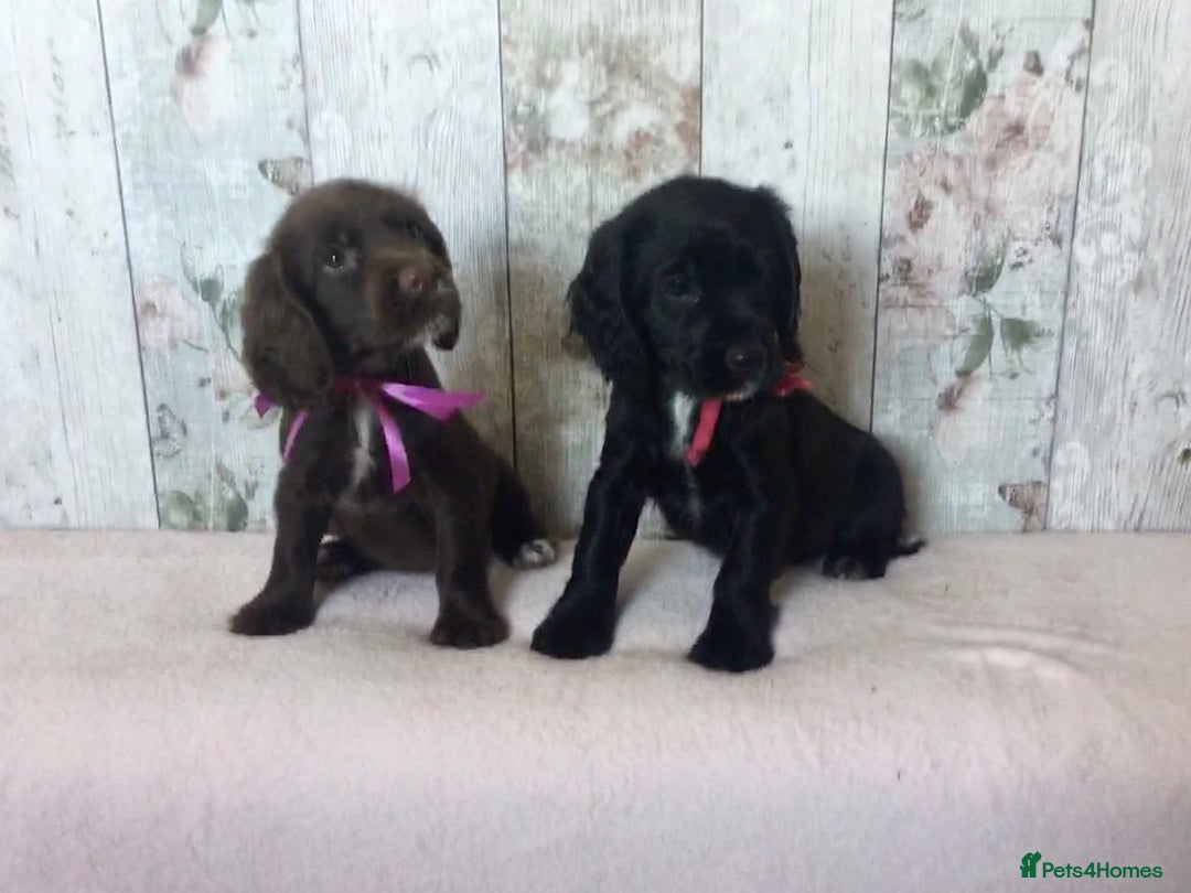 Cocker Spaniel dogs for sale: Well socialised Pedigree Cocker pups - Image 15
