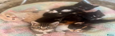 Mixed Breed 1