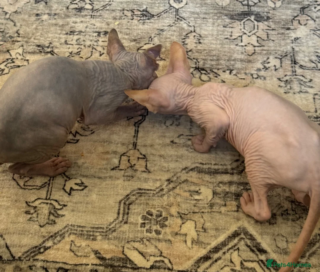 Sphynx cats for sale: Beautiful Sphynx kittens  in Ayr - Advert 2