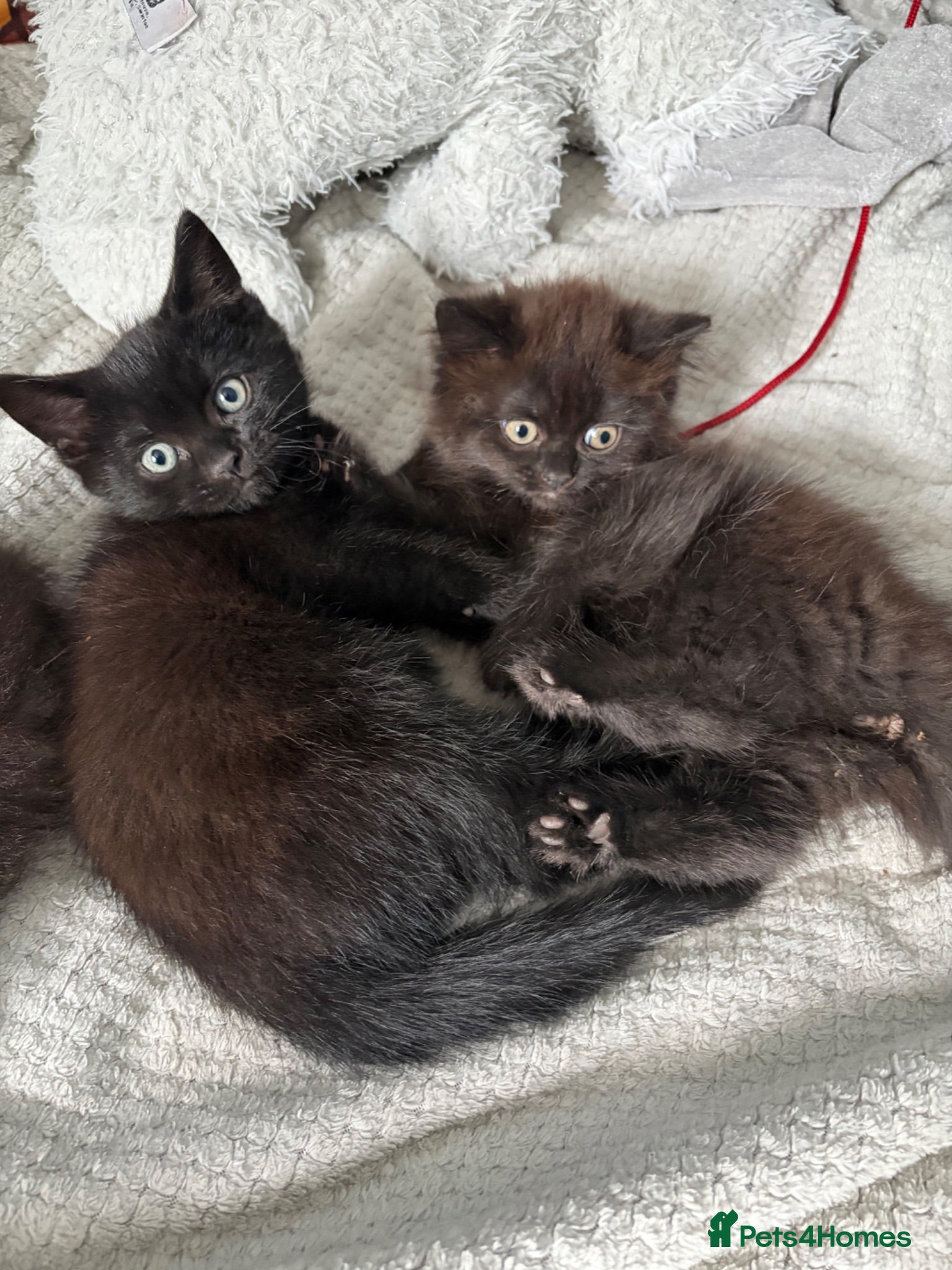 Mixed Breed cats Adorable black kittens  - Advert 1