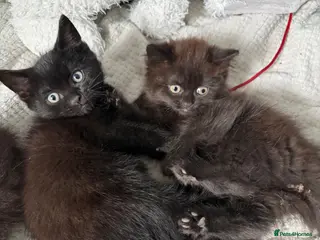 Mixed Breed cats Adorable black kittens - Advert 5