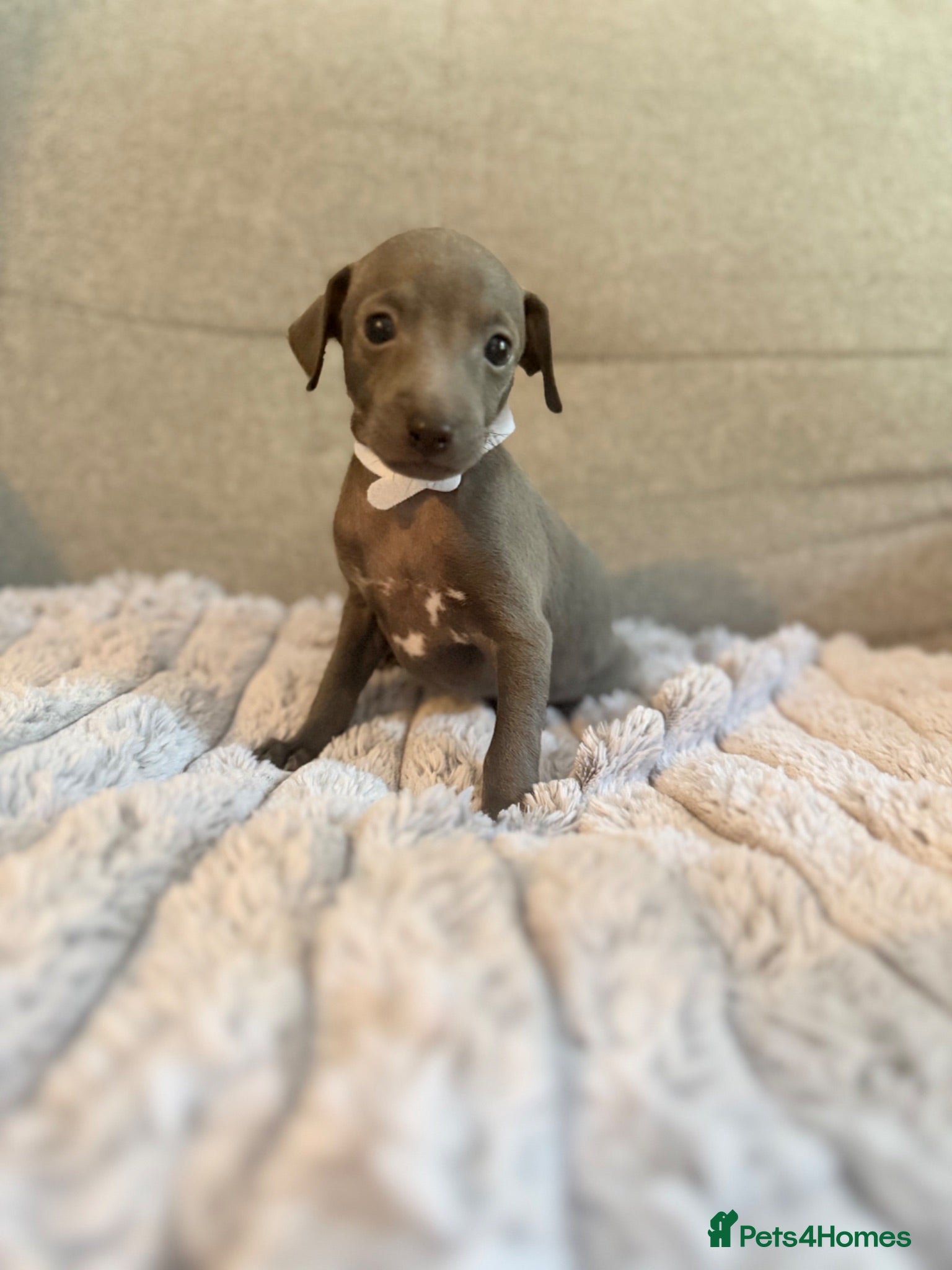 Italian Greyhound dogs Last 3 Stunning KC Italian Greyhound Puppies  - Advert 6